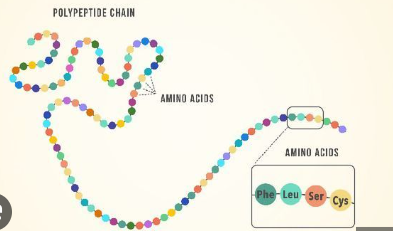 <p>Polypeptides - there are 20 total</p>