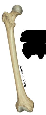 <p>Name the type of bone</p>