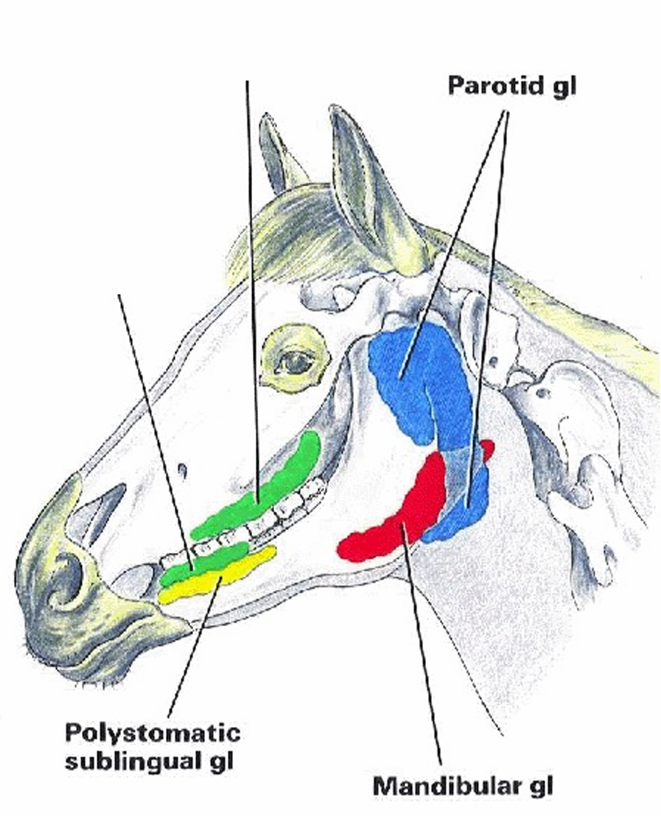 <ul><li><p>Serous/mucous (thick, sticky) secretions</p><ul><li><p>At ramus (angle of the jaw) of mandible</p></li></ul></li></ul><p></p>