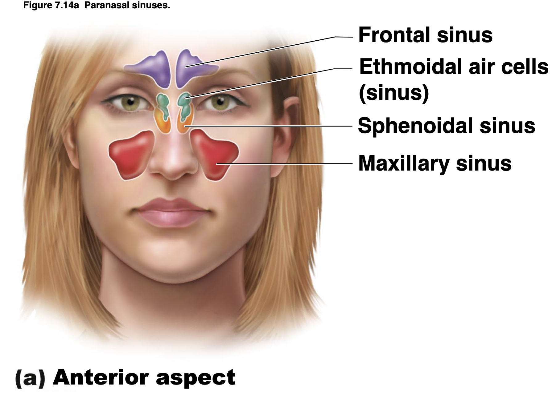 * to lighten the weight of the skull bones
* serve as resonators for sound production
* lined with cells that secrete mucus (drains into the nasal cavity) to keep the nose from drying out during breathing 
* maxillary sinus
* ethmoid sinus 
* sphenoid sinus
* frontal sinus