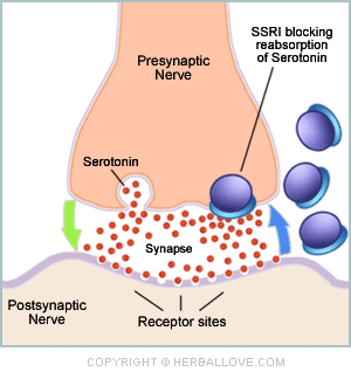 <p>The Lock and Key model</p>