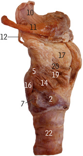 <p>What is 22</p>