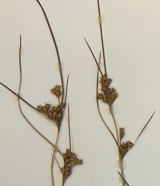 <p>Poales</p><p>Juncaceae</p>