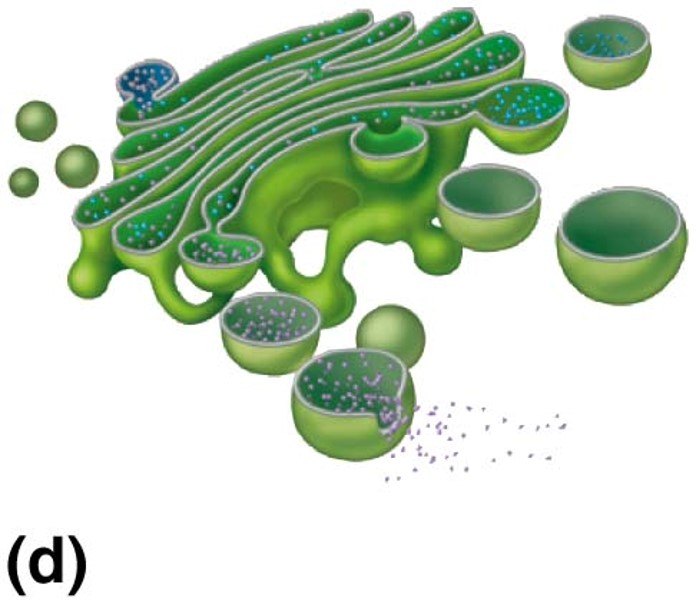 What is true of this organelle