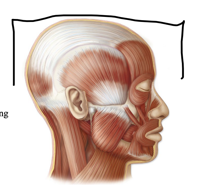 <p>what facial expression bone is this?</p>