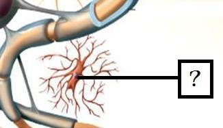 <p>Immune function (phagocytize bacteria and debris, release cytokines)</p>