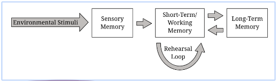 <p><span style="font-family: Gill Sans, sans-serif">describes memory as a <em>three-part system</em> that includes:&nbsp;</span></p><ul><li><p><span style="font-family: Gill Sans, sans-serif">Sensory Memory</span></p></li><li><p><span style="font-family: Gill Sans, sans-serif">Short-term Memory&nbsp;</span></p></li><li><p><span style="font-family: Gill Sans, sans-serif">Long-term Memory.&nbsp;</span></p></li></ul><p></p>