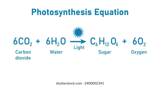 <ul><li><p>Only found in Plant Cells</p></li><li><p>Converts light energy into chemical energy ( photosynthesis ) - function</p></li><li><p>Equation of Photosynthesis</p><p></p></li></ul><p></p>