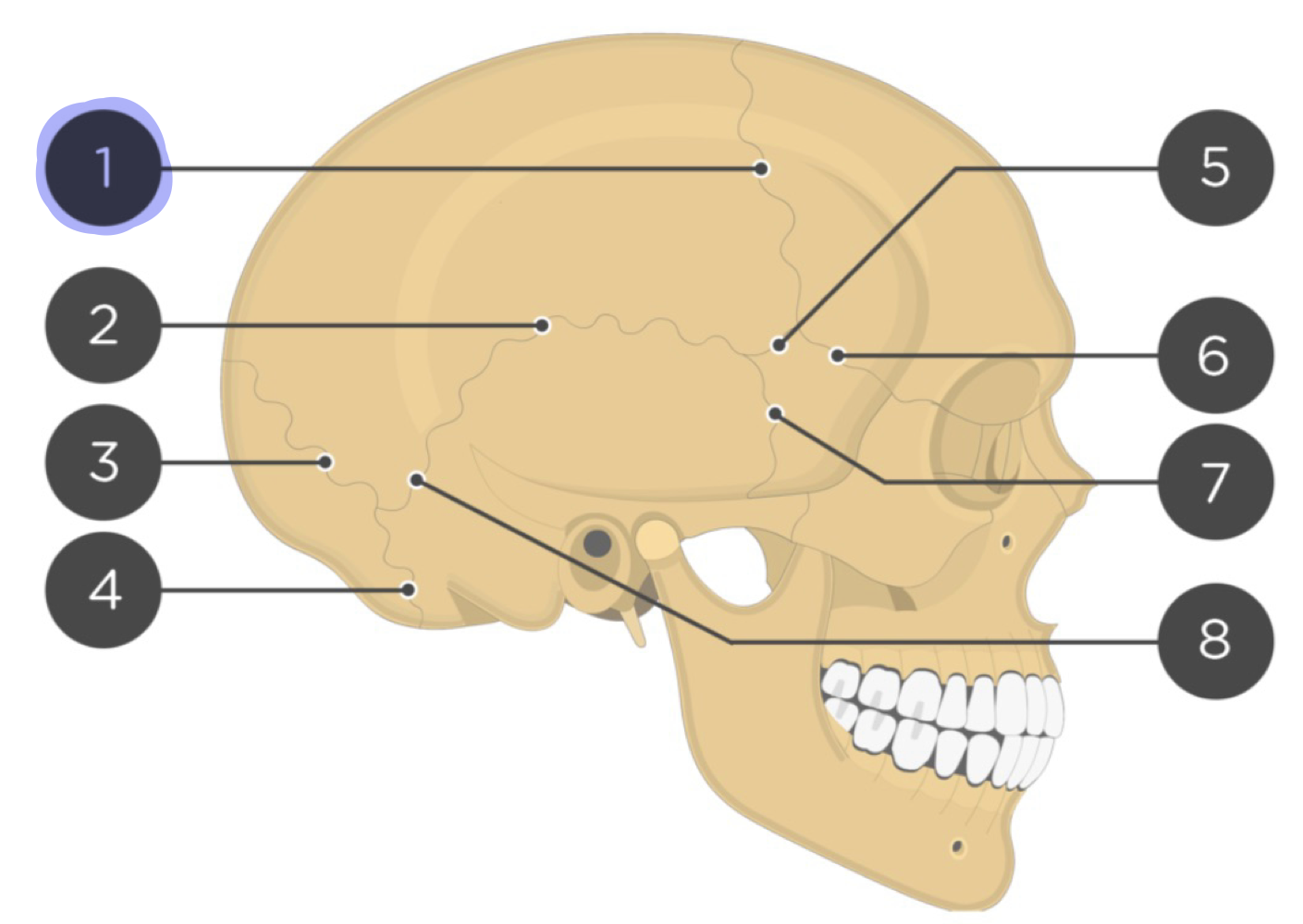 <p>Suture that joins frontal and parietal bone</p>
