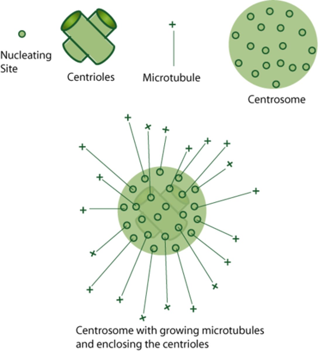 <p>centrosomes</p><p>(MTOCs are just called MTOCs in plants/fungi)</p>
