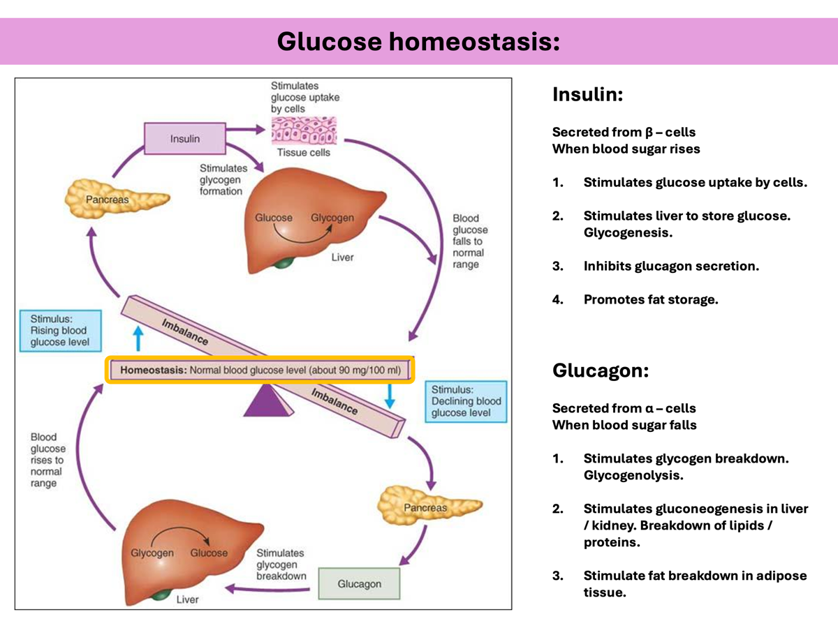<p><strong><span>Secreted from α – cells when blood sugar falls</span></strong></p><p style="text-align: left;"></p><p><span>1.</span><strong><span>Stimulates glycogen breakdown. Glycogenolysis.</span></strong></p><p><span>2.</span><strong><span>Stimulates gluconeogenesis in liver / kidney. Breakdown of lipids / proteins.</span></strong></p><p><span>3.</span><strong><span>Stimulate fat breakdown in adipose tissue. </span></strong></p>