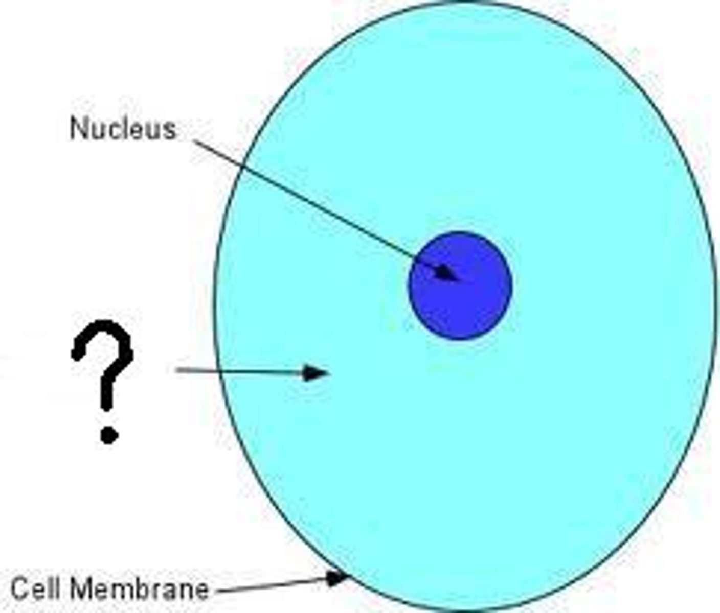 <p>gel-like fluid, mostly water, surrounding all the organelles in the cell</p>