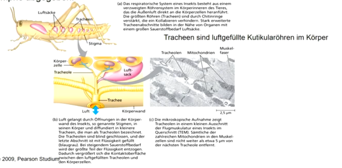 Aufnahme von Luft durch Öffnungen ins Tracheensystem (= dünne Kutikularöhren) 

**Tracheen leiten die Luft direkt in die verbrauchenden Organe.** 

Sauerstoff wird direkt weitergegeben (kein Hämolymphfarbstoff bei Insekten); Kohlendioxid über Hämolymphe abgegeben.