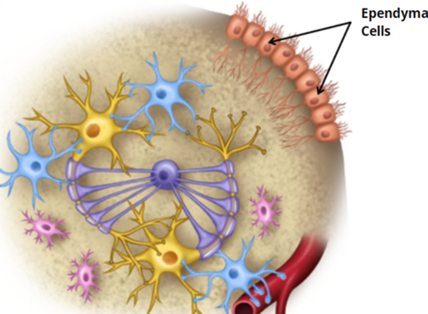 <p>- cuboidal shape that lines the cavity of the brain and spinal cord </p><p>- assist in production, circulation, and monitoring of cerebral spinal fluid </p>