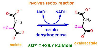 <p>Malate dehydrogenase is involved in the TCA cycle and catalyzes malate into oxaloacetate</p>