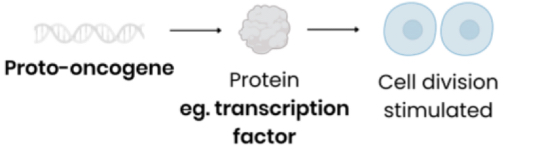 <p>Code for proteins that stimulate cell division (e.g. through involvement in signalling pathways that control cell responses to growth factors)</p>
