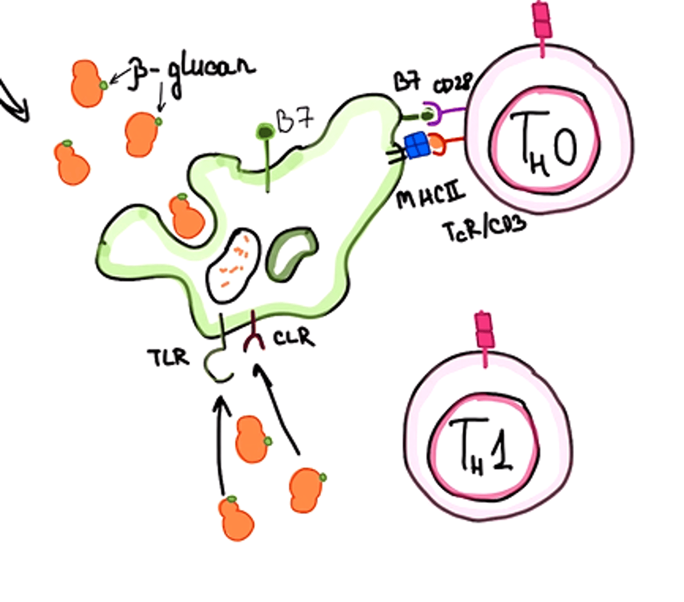 <p>beta- glukoni (tās daļiņas) aktivizē TLR un C tipa lektīna receptorus CLR</p>