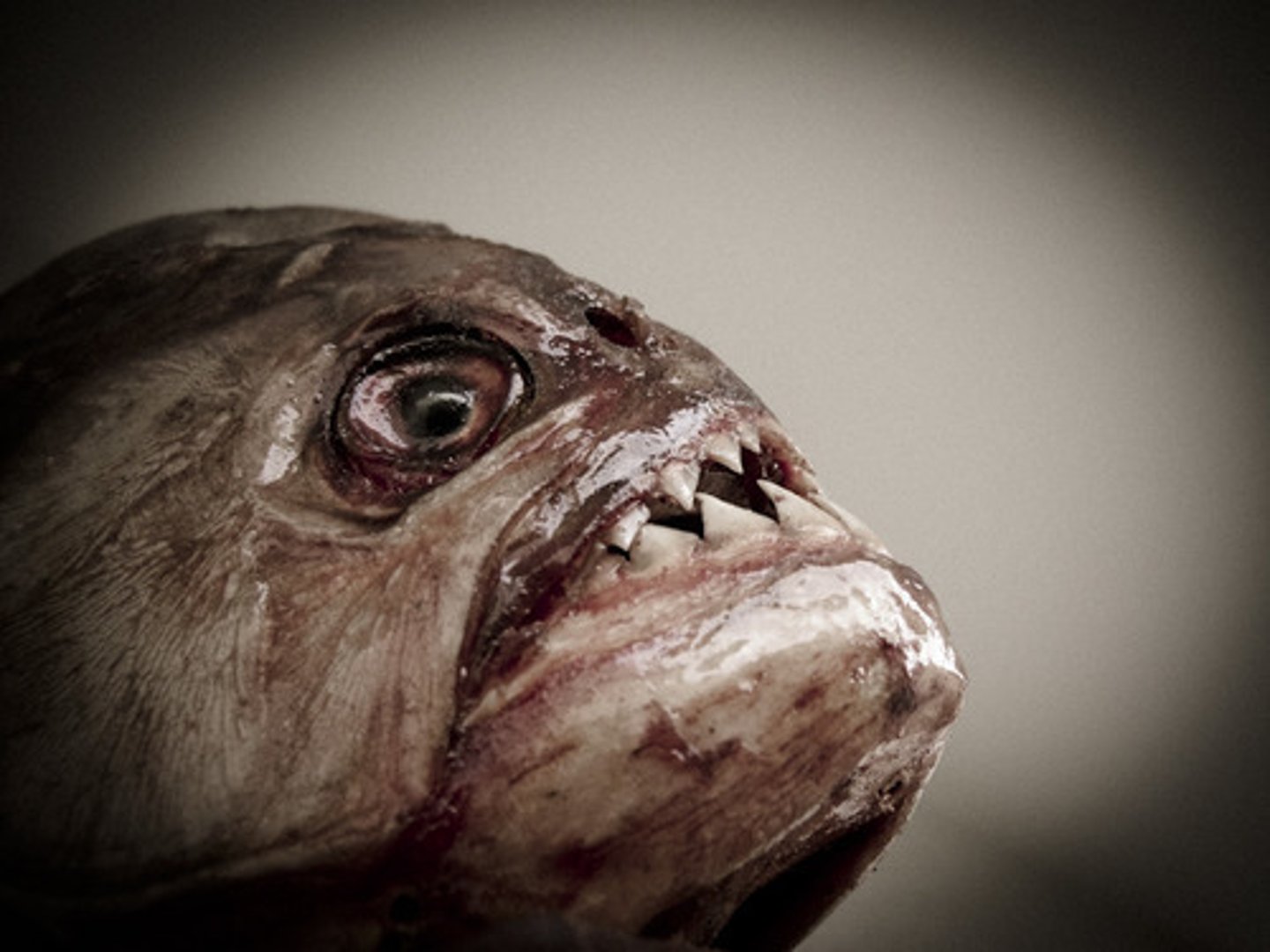 <p>Animals that can cause death</p>