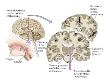 Smaakreceptoren sturen prikkels via nervus facialis, nervus glossopharyngeus en nervus vagus naar de hersenen. Wanneer de smaakreceptoren worden geprikkeld, projecteren ze naar nucleus solitarius in de hersenstam. Via de thalamus (VPM) naar corticale gebieden. 