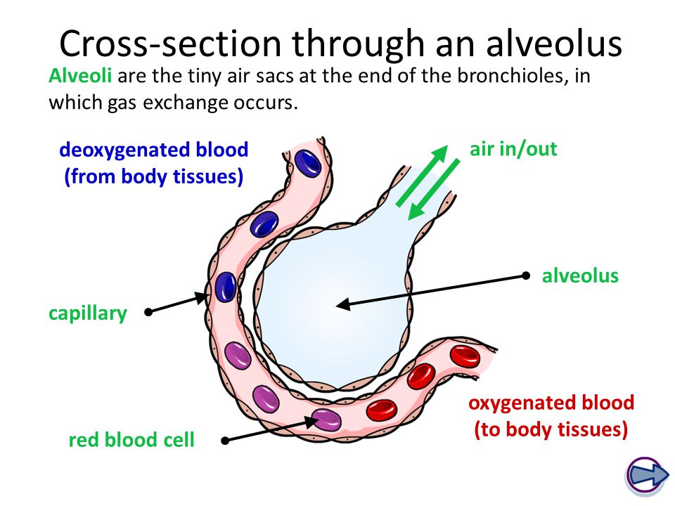 <p><strong><span>CROSS-SECTION THROUGH AN ALVEOLUS</span></strong></p><ul><li><p><strong><span>Alveoli</span></strong><span> are the tiny air sacs at the end of the bronchioles, in which gas exchange occurs.</span></p></li></ul>