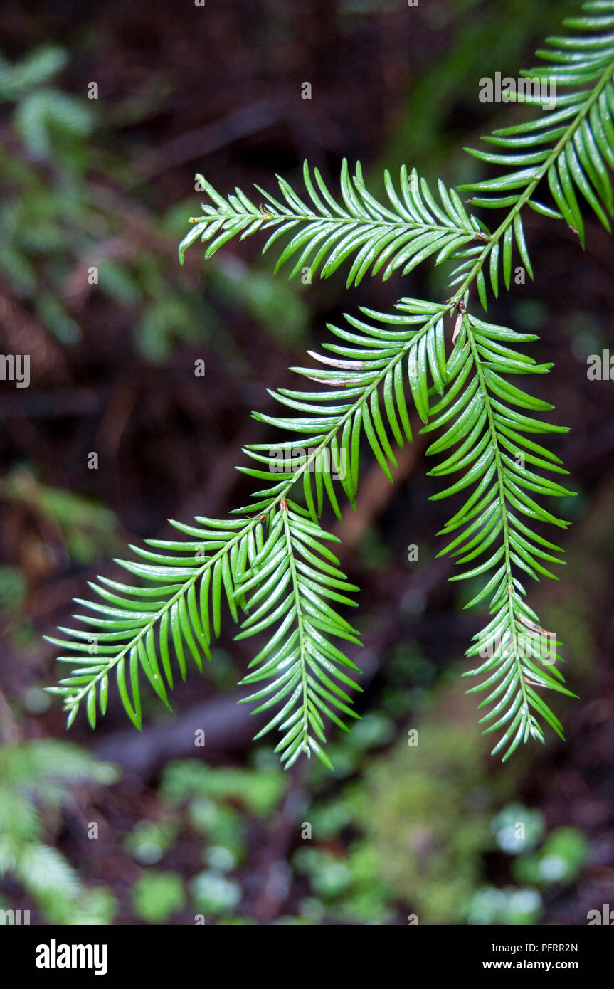 <p><u>Sequoia sempervirens</u>, Cupressaceae</p>