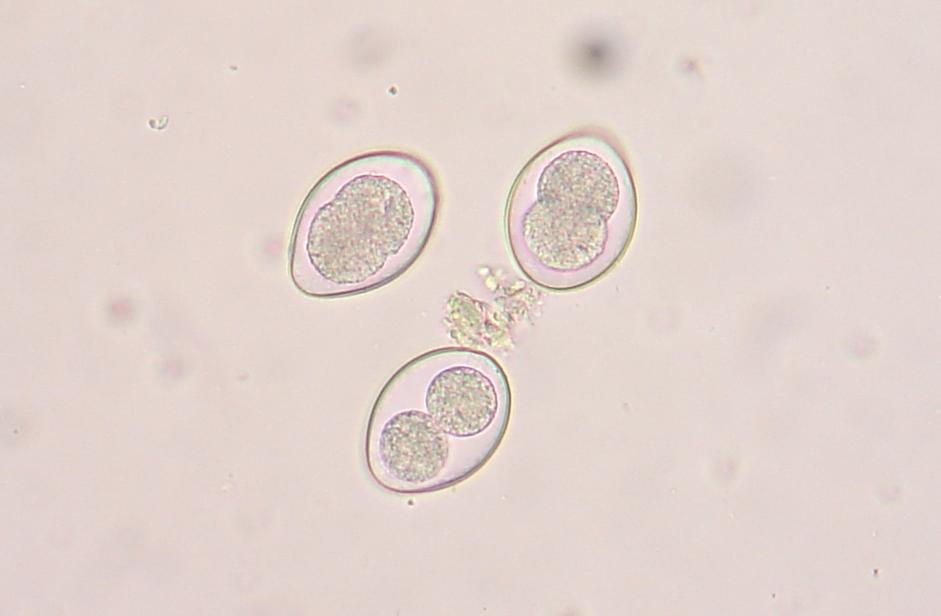 <p><span style="font-family: "Times New Roman", serif; line-height: 107%;"><span>Scientific </span></span>Name: Cystoisospora spp; Shape: Oval; Shell: Thin; Size: 15-40; Special Features: Clear, single spor.</p>