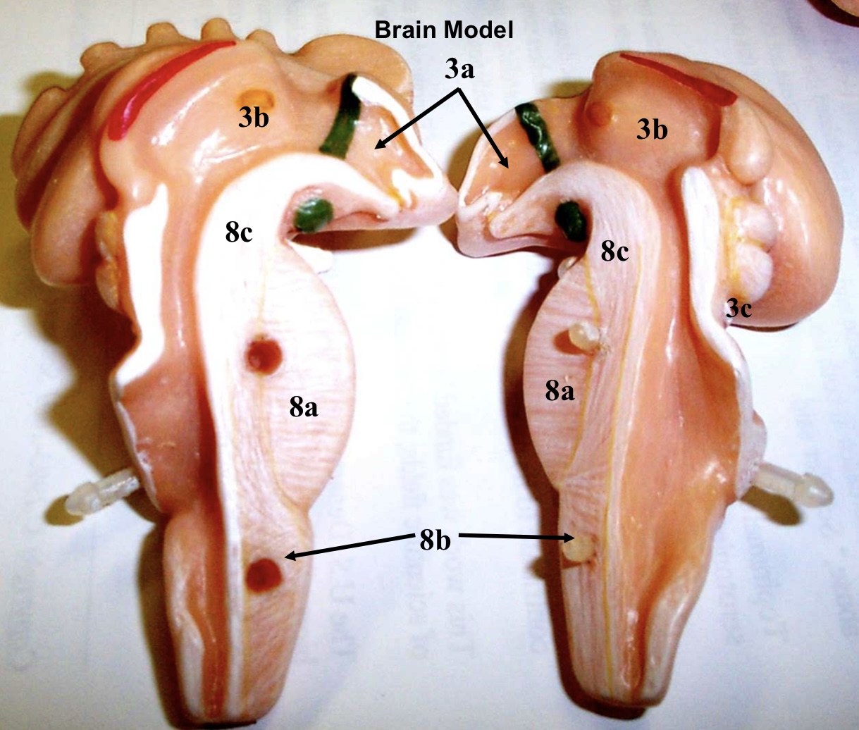 <p>3c</p>