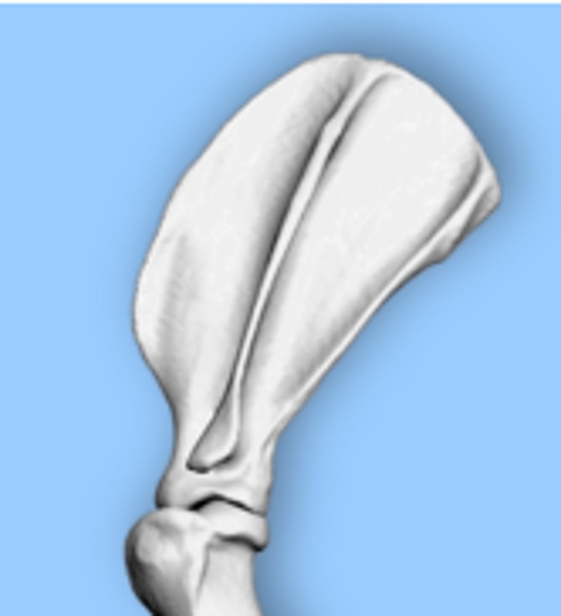 <p>The type of attachment of the thoracic limb to the trunk and neck is called _____ - arrangement of muscles without forming a conventional articulation between the scapula-humerus and the body</p>