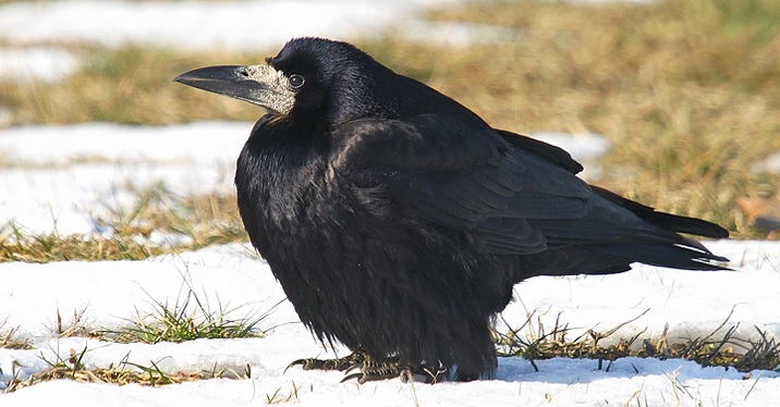 <p>zařaď živočicha do systému</p><p>Třída - řád - čeleď - druh čeština (latina)</p>