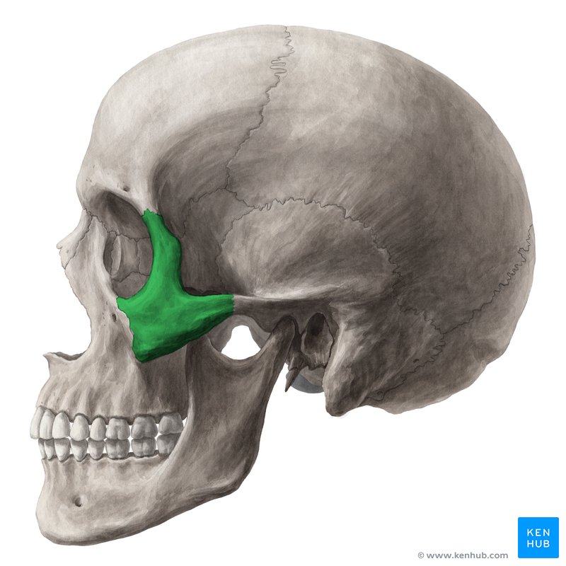 <p><span><span>the bony arch that forms the prominence of the cheek, made up of the zygomatic bone and part of the temporal bone, serving as an attachment point for facial muscles and contributing to the structure of the skull.</span></span></p>