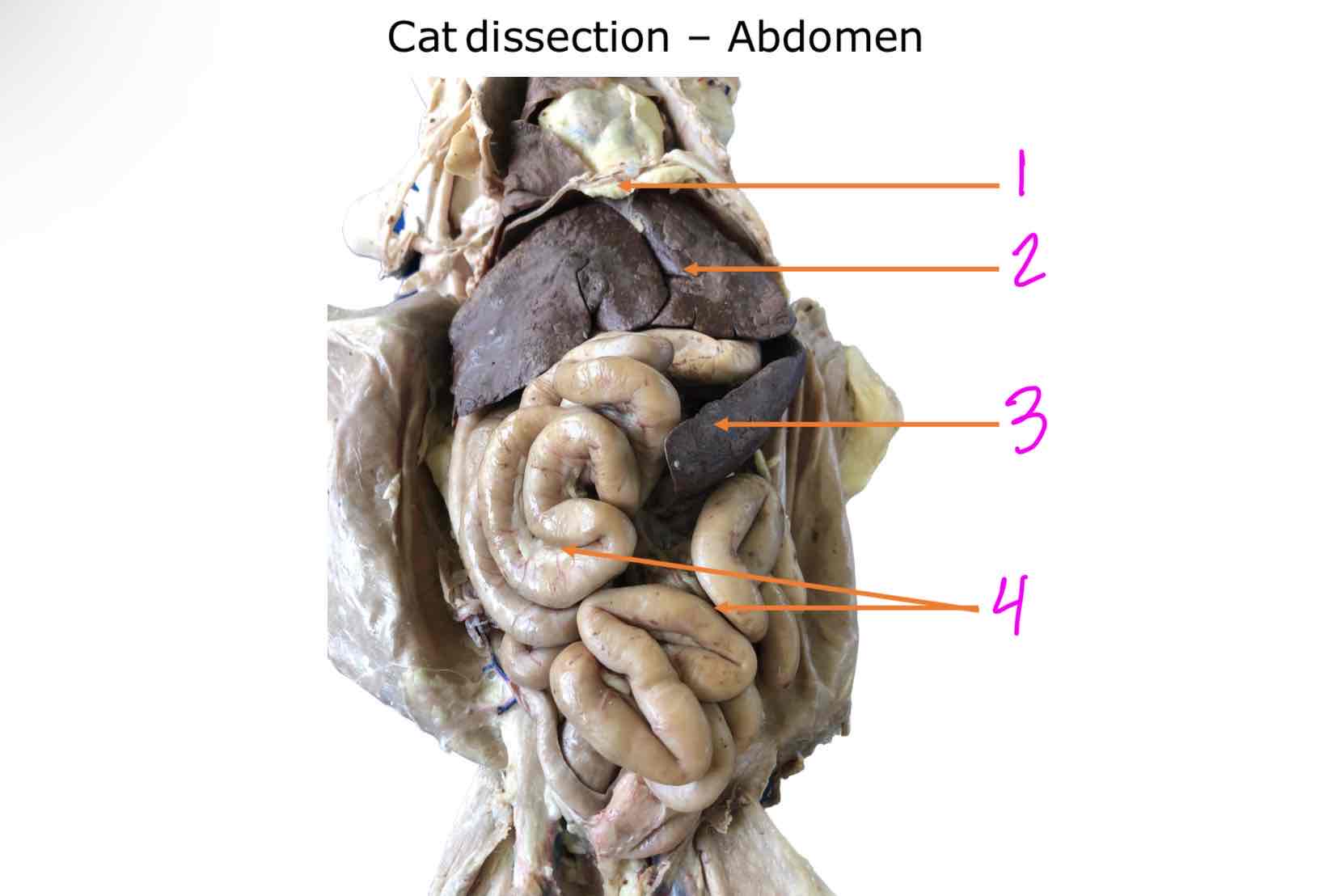 <ol><li><p></p></li><li><p></p></li><li><p></p></li><li><p></p></li></ol>