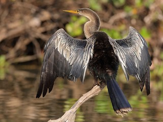 <p>Anhinga</p>