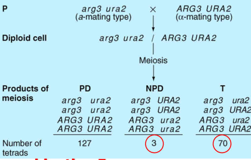 <p>Recombination Frequency</p>