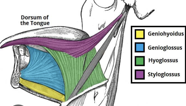 <p>Origin: Styloid process of the temporal bone Insertion: sides and tip of tongue</p><p>Action: Sticks tongue out and pulls it back in.</p>
