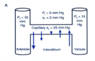 <ul><li><p class="">Pression hydrostatique :</p><ul><li><p class=""><strong>32 mmHg</strong>&nbsp;au début du capillaire (côté artériel).</p></li><li><p class=""><strong>15 mmHg</strong>&nbsp;à la fin du capillaire (côté veineux).</p></li></ul></li><li><p class="">Pression oncotique capillaire :</p><ul><li><p class=""><strong>25 mmHg</strong>. stable car peu de filtration</p></li></ul></li></ul><p></p>