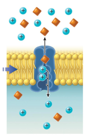 <ul><li><p class="">Uses the concentration gradient of one molecule to move another molecule in the opposite direction</p></li><li><p class="">Example: Sodium-proton exchanger (Na<sup>+</sup>/H<sup>+</sup> exchanger) in the kidney nephron</p></li><li><p class="">Transports Na<sup>+</sup> into the cell and protons (H<sup>+</sup>) out of the cell</p></li><li><p class="">Maintains pH and sodium levels in specific kidney cells</p></li></ul><p></p>