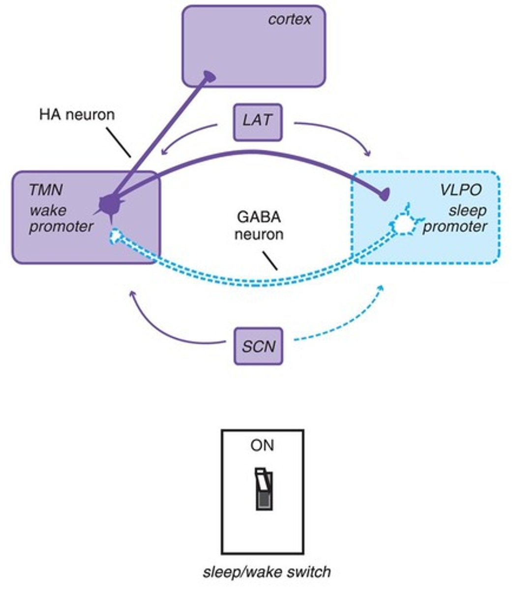 <p>The sleep/wake switch regulates the transition between sleep and wakefulness.</p>