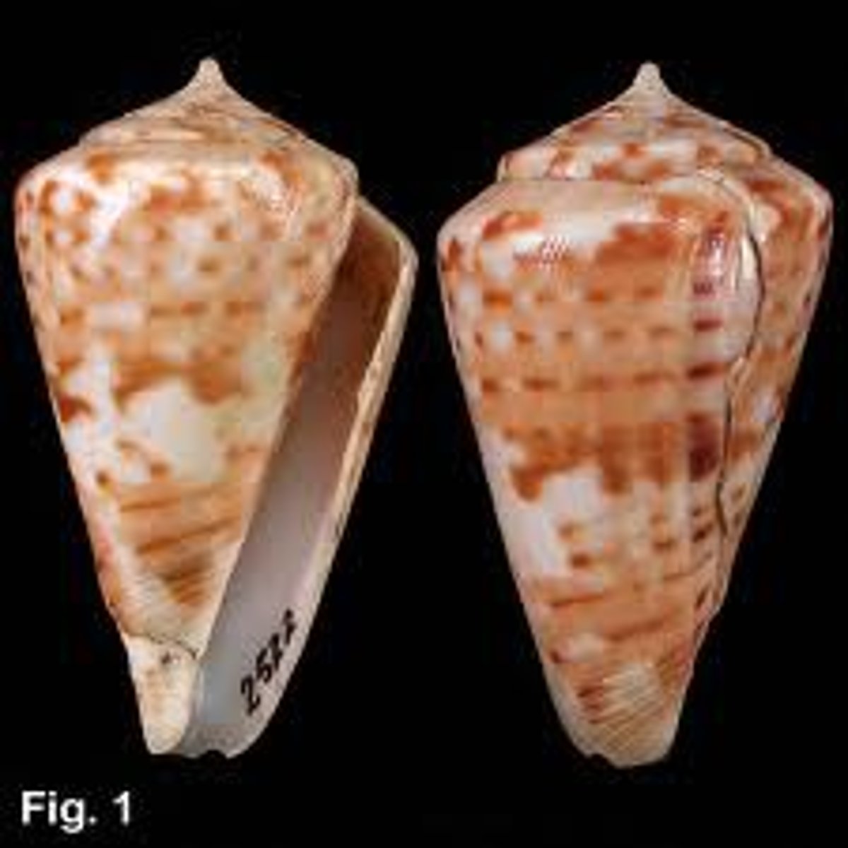 <p>cone snails</p>