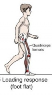 isometric hip extensors
