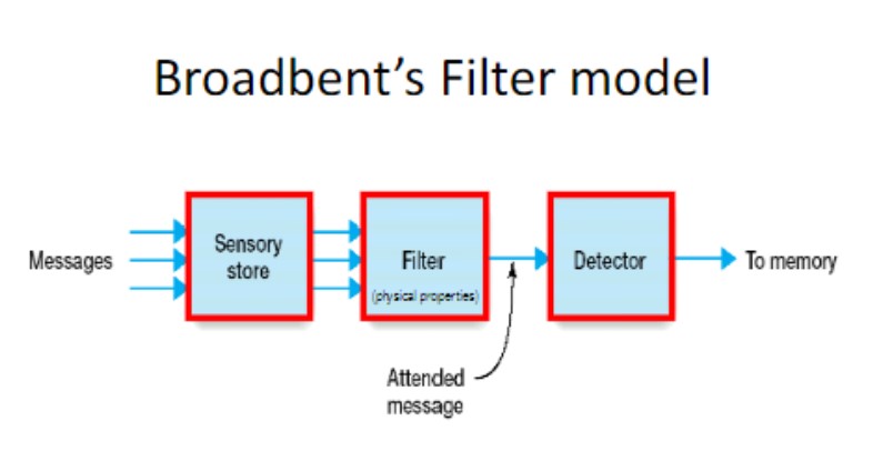 <p>messages →sensory store → physical property filter → detector → memory</p><p>early selection model, selected before it gets to meaning</p><p>emotional or personally relevant information can get through</p><p>following the meaning (dear aunt jane expeirment)</p>