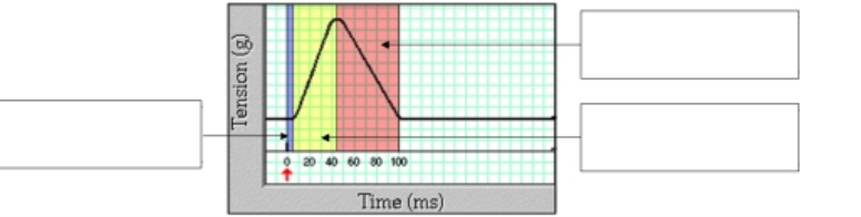 <p>What are the three phases of a muscle twitch?</p>