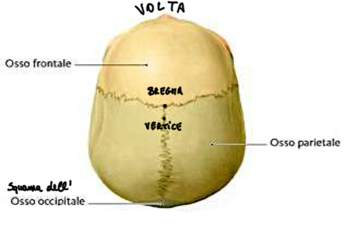 <p>Si osservano le Ossa Parietali che:</p><ul><li><p>Tra loro di uniscono formano la Sutura Sagittale</p></li><li><p>Anteriormente si articolano con l’Osso Frontale formando la Sutura Coronale.</p></li><li><p>Il punto di intersezione tra sutura sagittale e coronale è detto Bregma ed è situato ad un paio di cm anteriormente al Vertice (punto più alto della volta cranica)</p></li></ul><p></p>