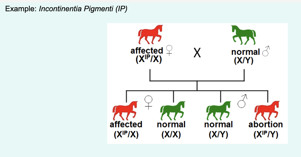 <p>watch video for this context..</p><p>» Heterozygous females are affected, males not usually viable and aborted during pregnancy.</p><p>» Because males not viable, homozygous females do not exist.</p><p>» Daughters of affected females will have a 50% chance of being unaffected and 50% chance of being affected.</p><p>» Sons have a 50% chance of being unaffected or 50% of being affected and not usually viable.</p><p>» Affected offspring will have an affected mother (as with autosomal dominant).</p><p>» Pedigree will show affected female</p>
