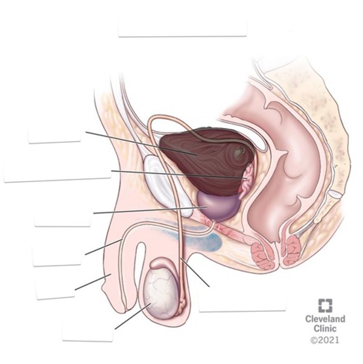<p>Above prostate gland that collects urine</p>