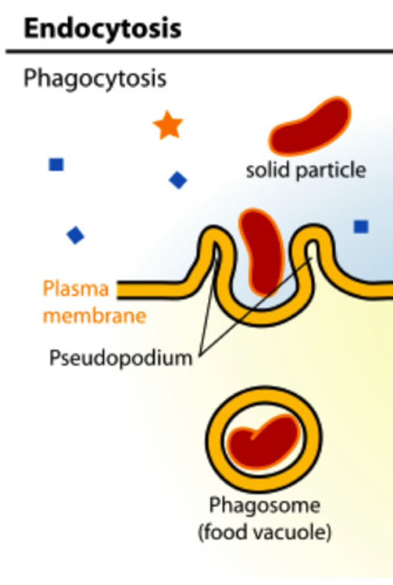 <p>"cell eating"; a cell takes in large particles, such as other cells or relatively large particles.</p><p>movement of solids</p>