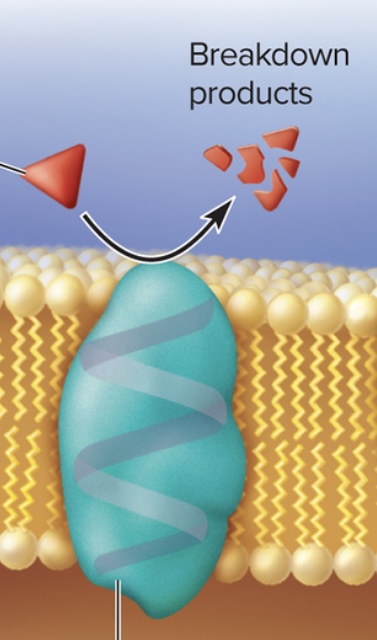 <ul><li><p>carry out the final stages of starch and protein digestion</p></li><li><p>Help <strong>produce</strong> second messengers</p></li><li><p><strong>Break down</strong> hormones and other molecules whose job it done.</p></li></ul>