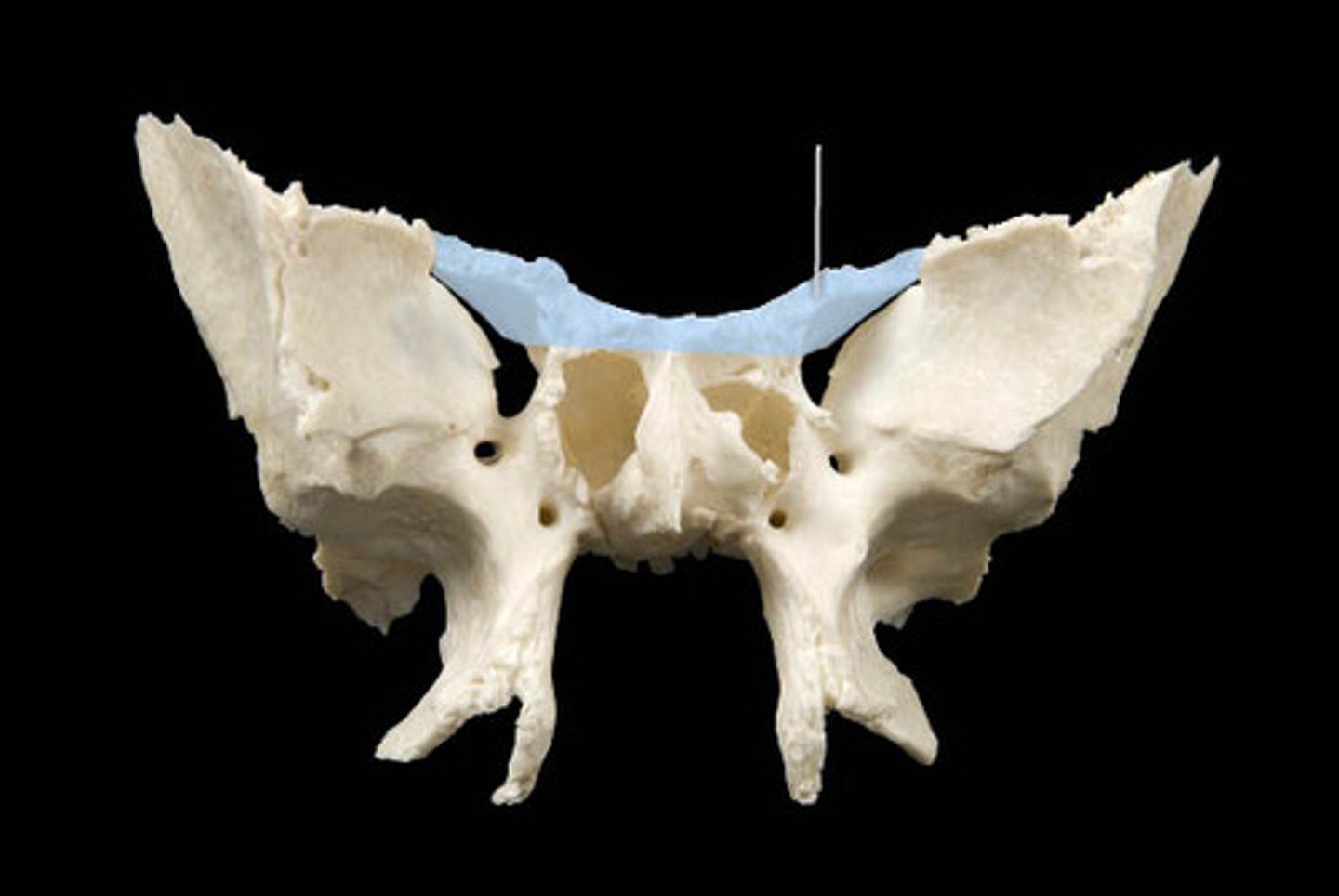 <p>Much smaller than the greater, are thin, wing-shaped posterior projections of the endocranial surface</p>