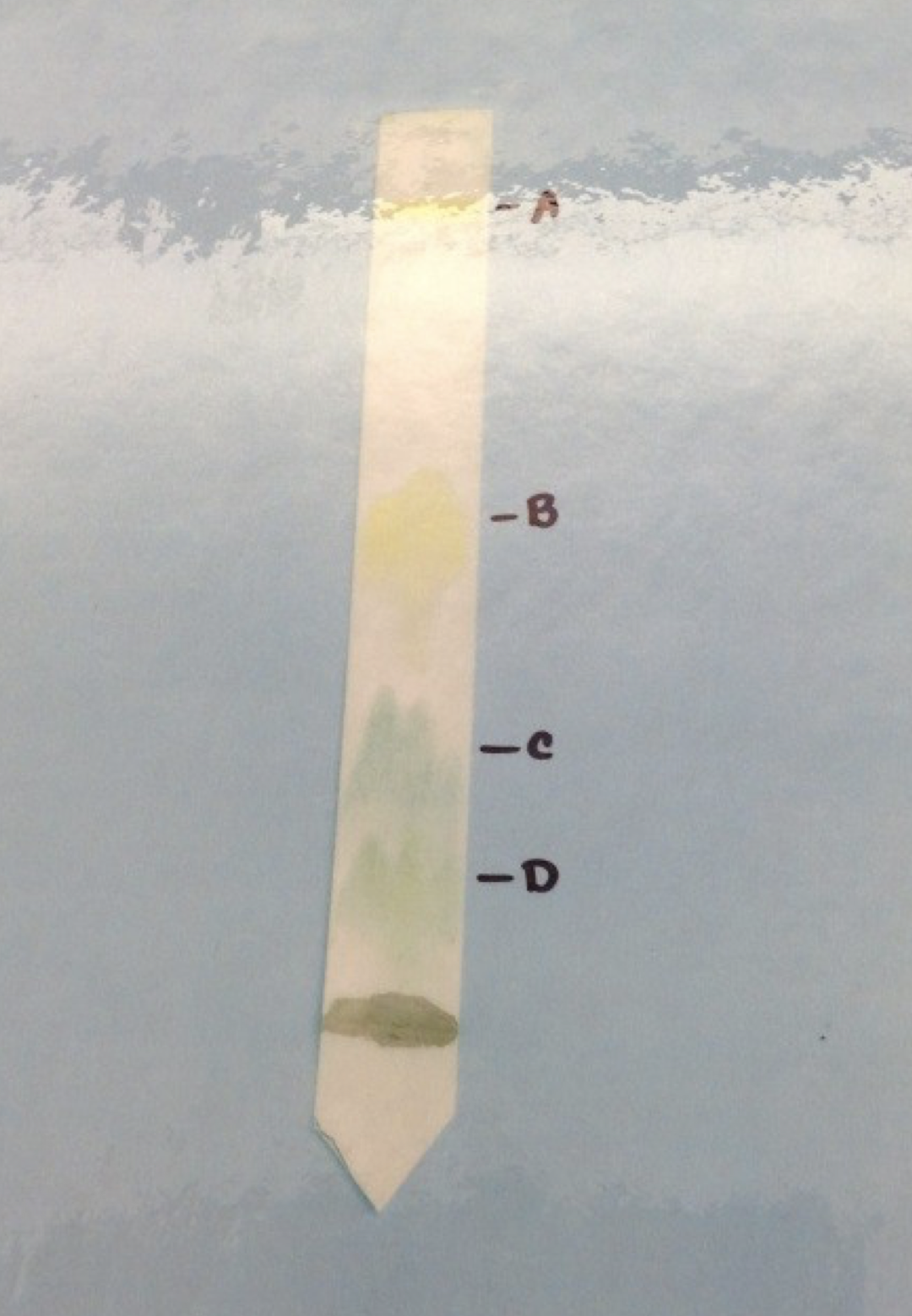 Be able to identify each pigment on the chromatogram.