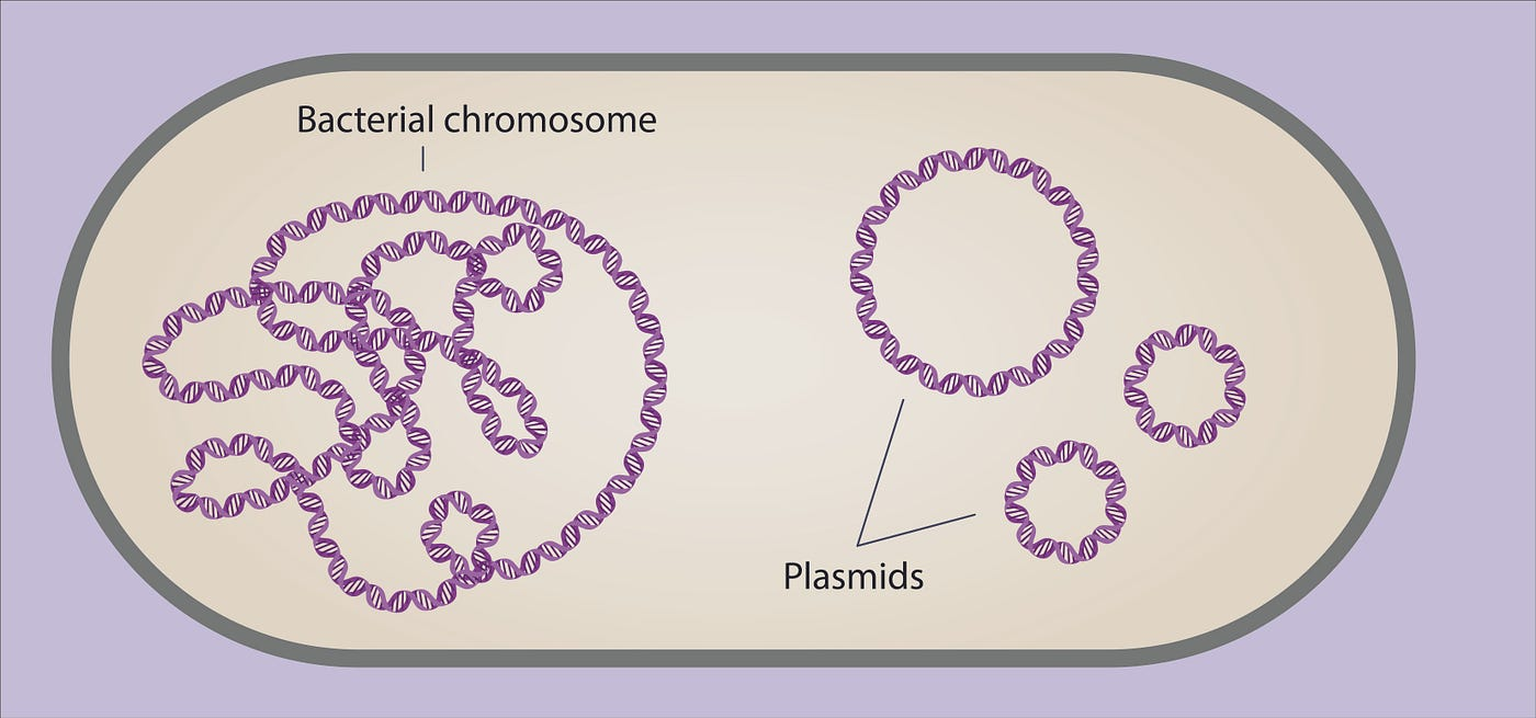 bacterial genoom