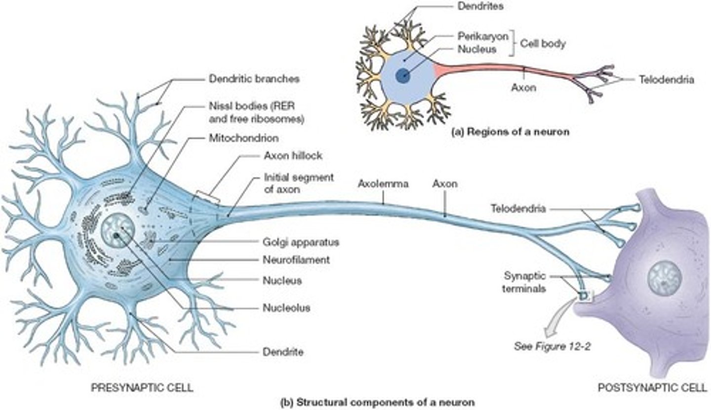 <p>Top</p><p>Dendrite : recieve messages</p><p>Soma: Body</p><p>Nucleus: holds information of nerve cell</p><p>Axon: the action potential goes down the length of the axon</p><p>Myelin sheath: Not all neurons have this, but the electrical charge goes faster with it</p><p>Terminal: end of neurson</p><p>Terminal buttons: Final point</p><p>Synapse: The message from presynaptic neuron passed to a postsynaptic neuron</p>